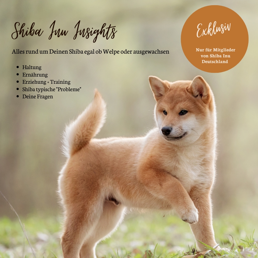 Webinar - 🦊 Shiba Insights Live